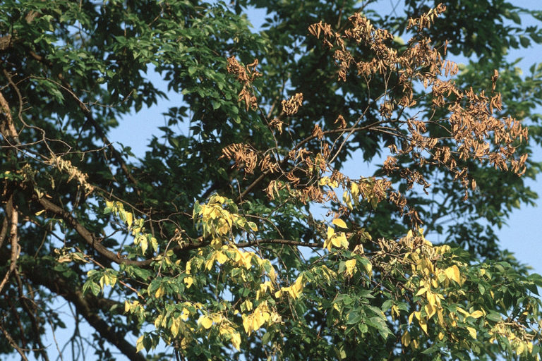 Dutch Elm Disease